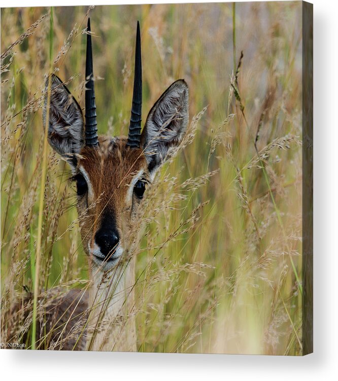 Horned Acrylic Print featuring the photograph Antelope by Jnhphoto