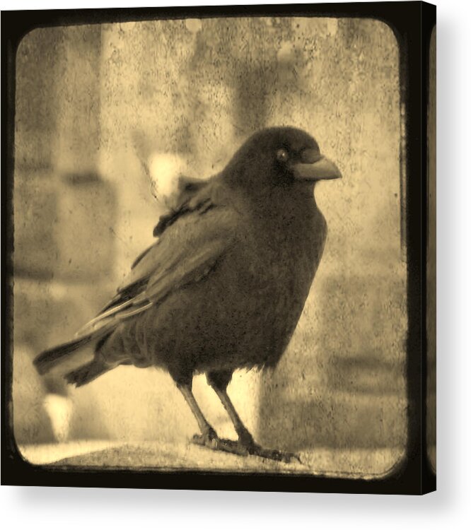 Sepia Acrylic Print featuring the photograph Antique Sepia Crow by Gothicrow Images