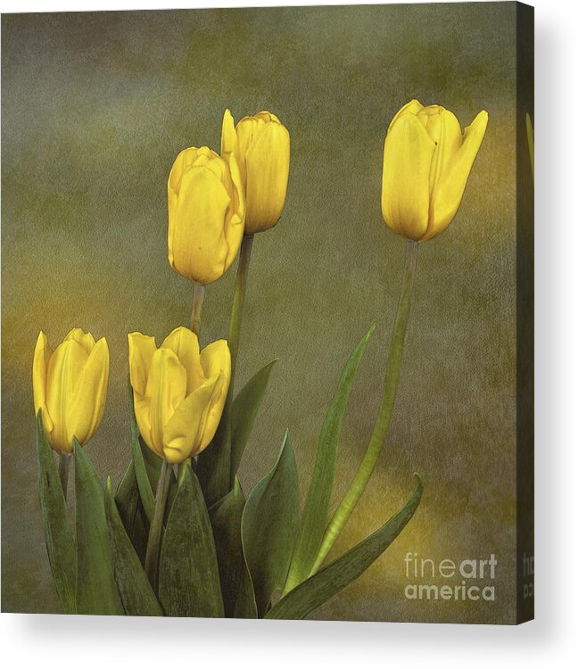 Tulips Acrylic Print featuring the photograph Antique Tulip Bouquet by Shirley Mangini