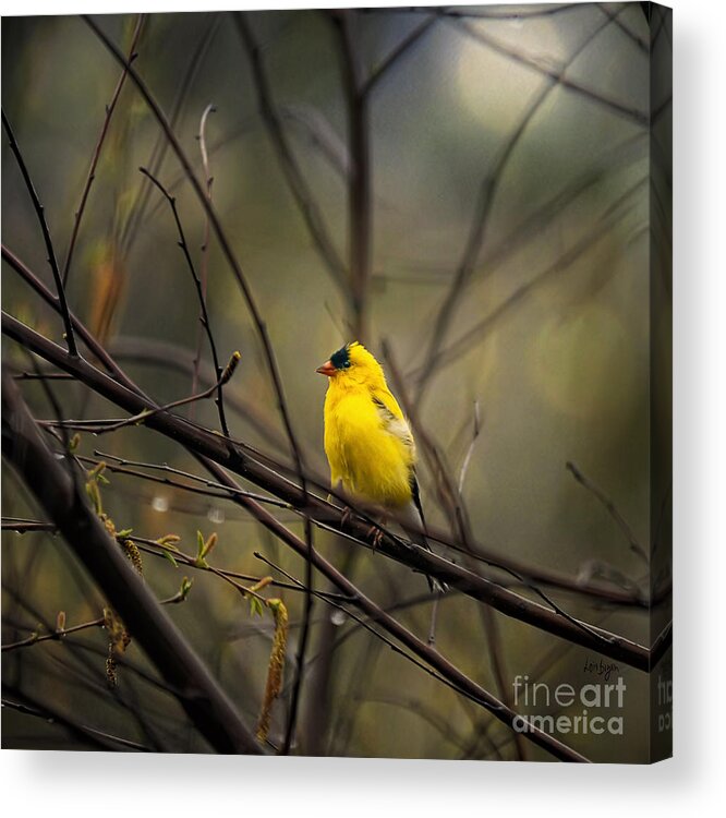 Bird Acrylic Print featuring the photograph April Showers in Square Format by Lois Bryan