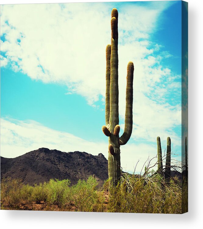 Saguaro Cactus Acrylic Print featuring the photograph Arizona Saguaro Cactus by Franckreporter