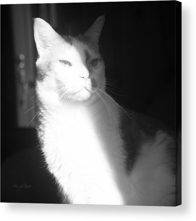 Cat Acrylic Print featuring the photograph Arthouse Kitty by Sharon Popek
