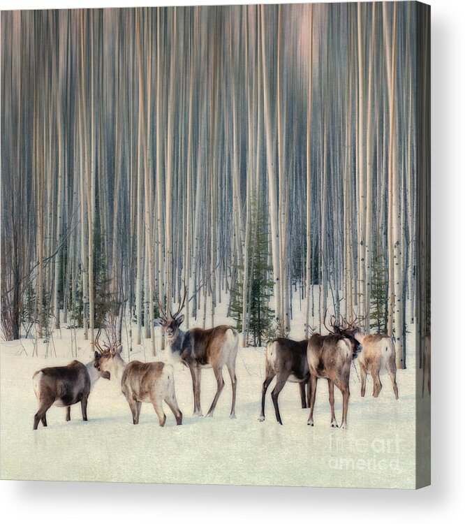 Woodland Caribou Acrylic Print featuring the photograph Caribou and trees by Priska Wettstein