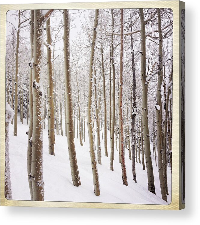 Transfer Print Acrylic Print featuring the photograph Aspen Trees And Snow, Colorado by Karen Desjardin