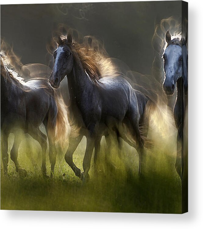 Horse Acrylic Print featuring the photograph Aura by Milan Malovrh