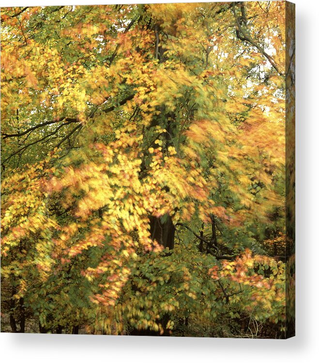 Autumn Acrylic Print featuring the photograph Autumn beech shaking in the wind by Ulrich Kunst And Bettina Scheidulin