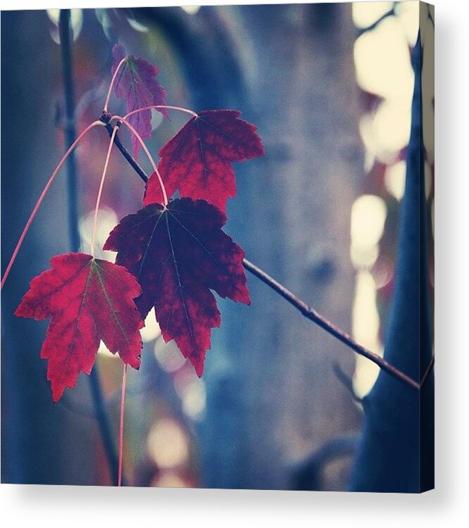  Acrylic Print featuring the photograph Autumn Flaunting Its Vivid Colours by Co Cheng
