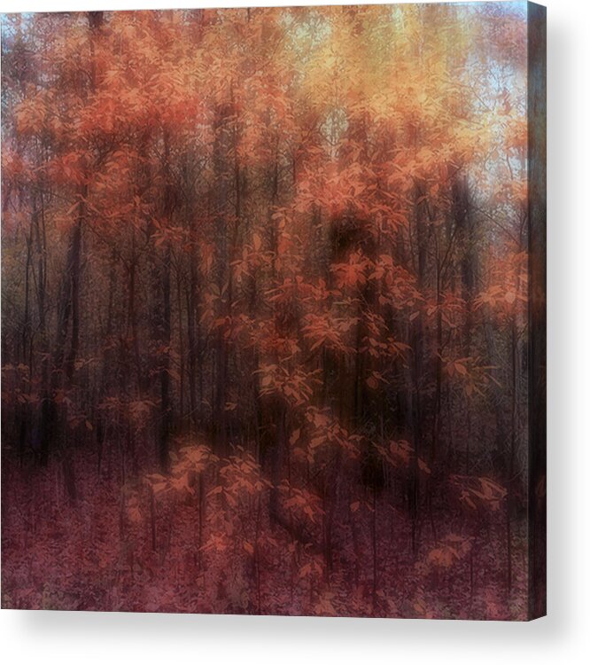 Trees Acrylic Print featuring the photograph Autumn Impressions by Louise Kumpf