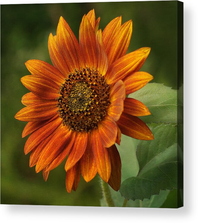Sunflower Acrylic Print featuring the photograph Autumn Sunflower by Liz Mackney