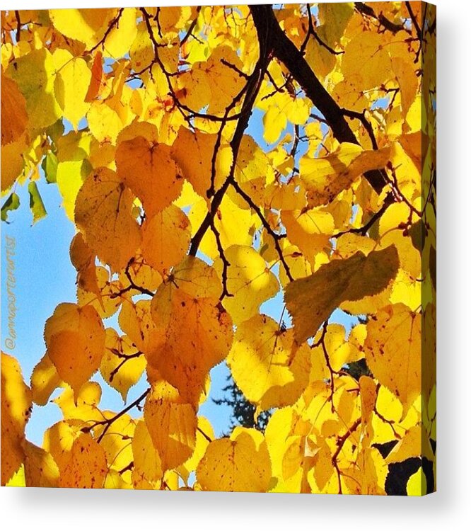 Trees Acrylic Print featuring the photograph Autumn Yellows by Anna Porter