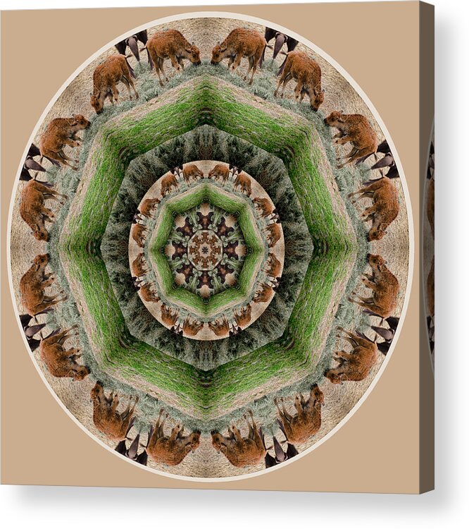 Mandala Acrylic Print featuring the digital art Baby Bison Mandala by Beth Sawickie