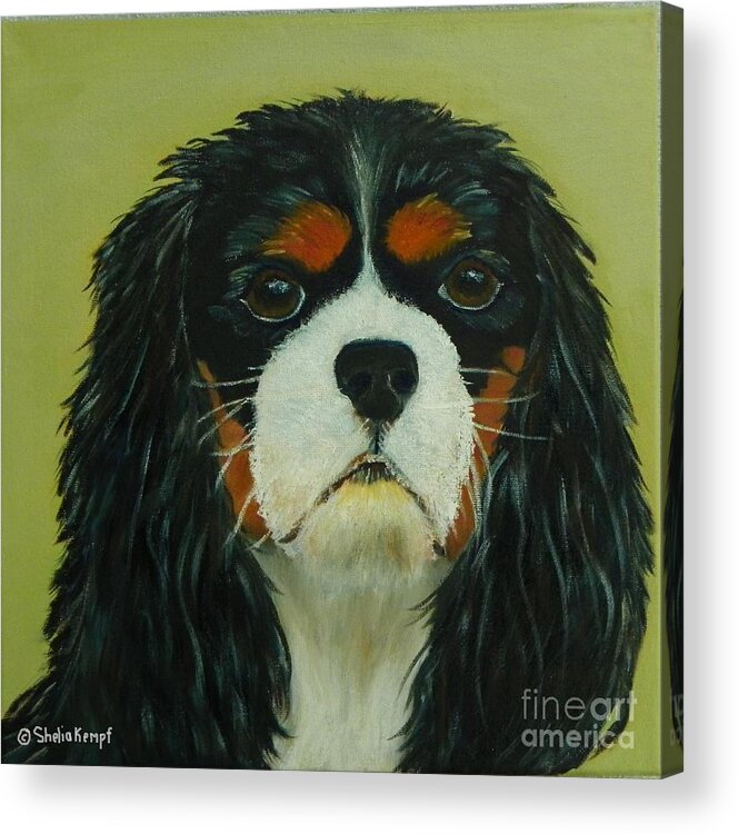 Pet Portraits Acrylic Print featuring the painting Cavalier King Charles Spaniel by Shelia Kempf