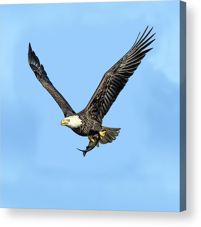 Bird Acrylic Print featuring the photograph Bald Eagle Flying Holding Freshly Caught Fish by William Bitman