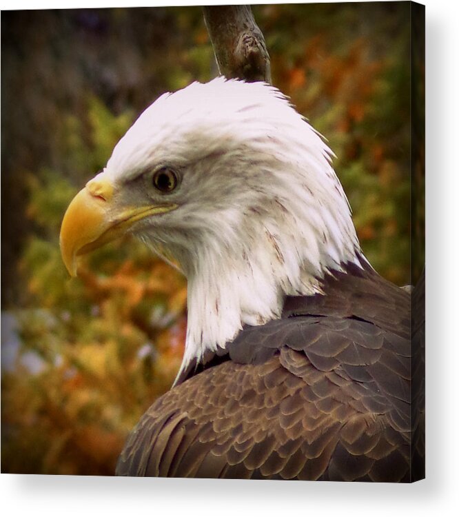 Skompski Acrylic Print featuring the photograph Bald Eagle by Joseph Skompski