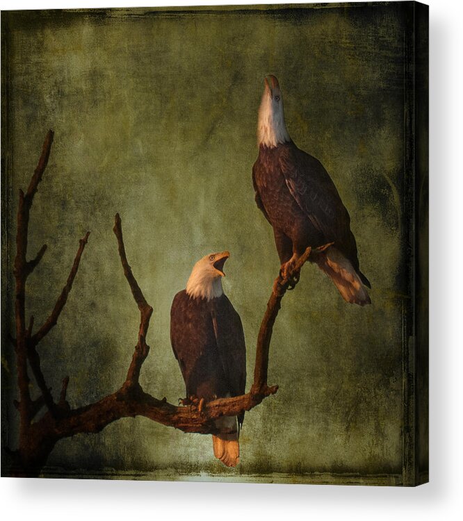 Bald Eagle Serenade Acrylic Print featuring the photograph Bald Eagle Serenade by Wes and Dotty Weber