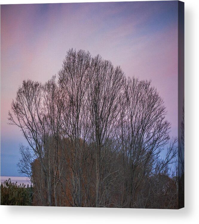 Bare Trees Acrylic Print featuring the photograph Bare Trees and Autumn Sky by Stoney Stone