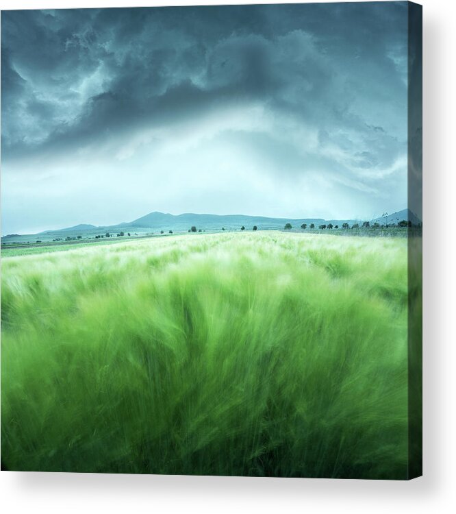 Landscape Acrylic Print featuring the photograph Barley Field by Floriana Barbu