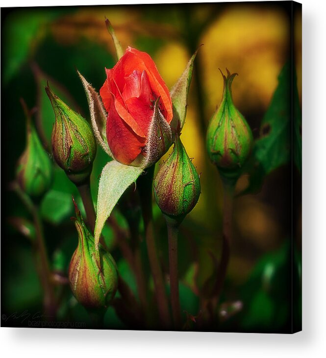 Rose Acrylic Print featuring the photograph Basic Rosebud by B Cash