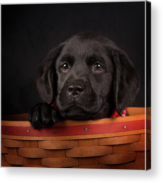 Pets Acrylic Print featuring the photograph Basket Of Trouble by Betty Wiley