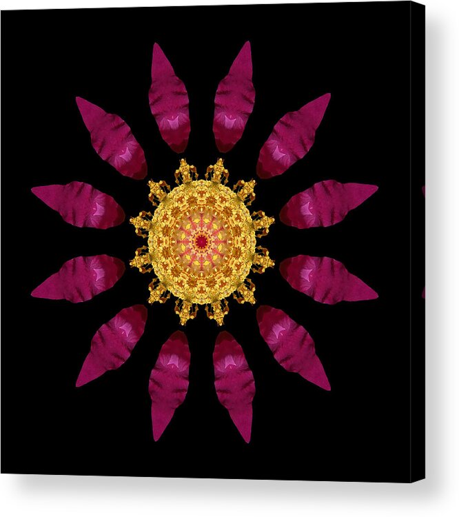 Flower Acrylic Print featuring the photograph Beach Rose IV Flower Mandala by David J Bookbinder