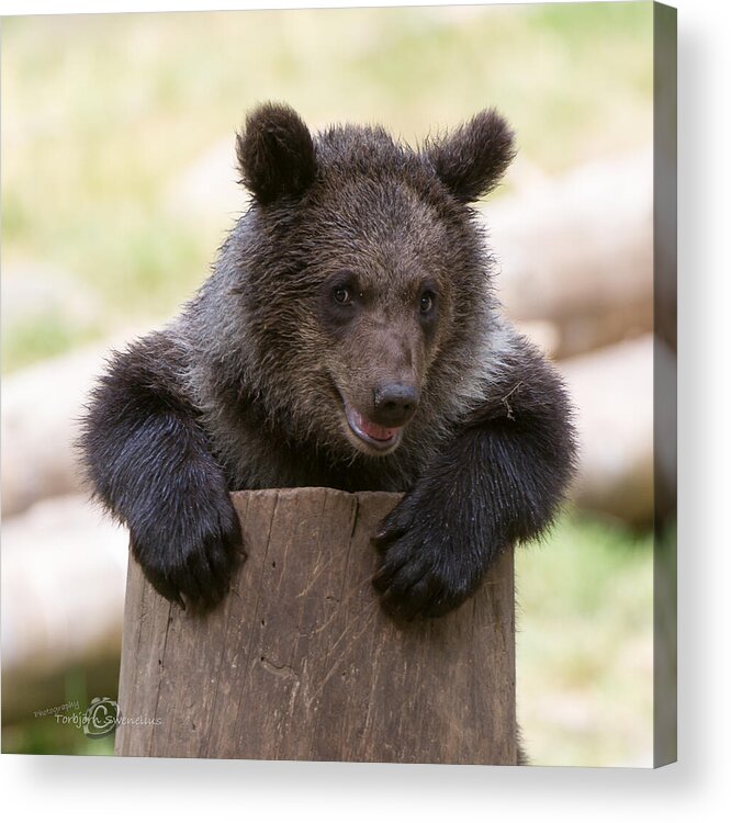 Bear Cub Acrylic Print featuring the photograph Bear Cub by Torbjorn Swenelius