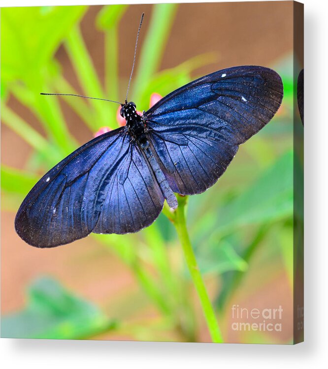 Butterfly Acrylic Print featuring the photograph Beautiful Blue by Tamara Becker