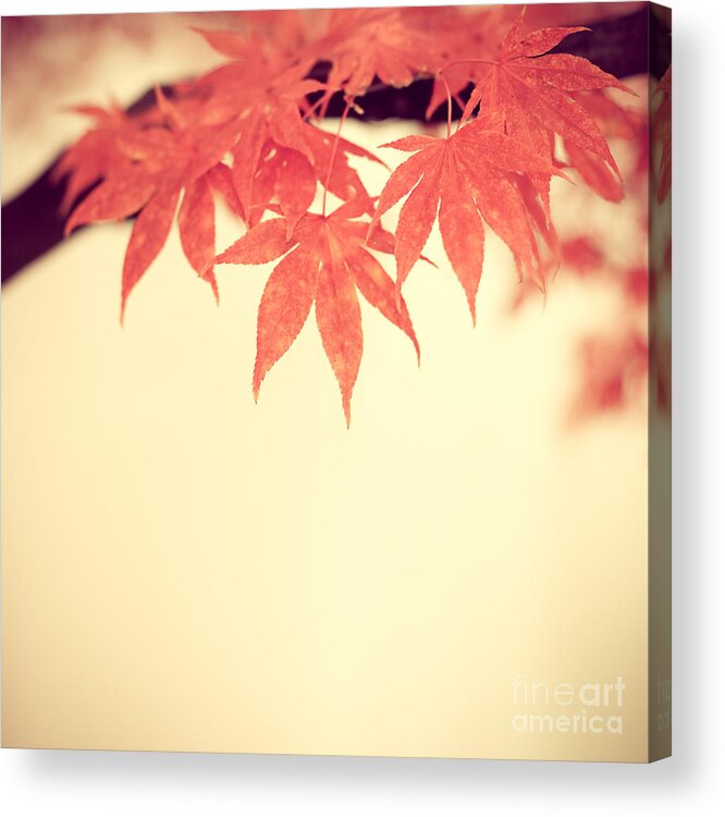 Autumn Acrylic Print featuring the photograph Beautiful Fall by Hannes Cmarits