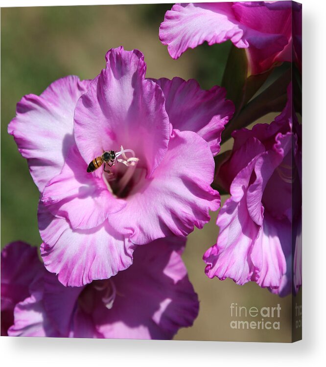 Bee Acrylic Print featuring the photograph Bee Fly By by Carol Groenen