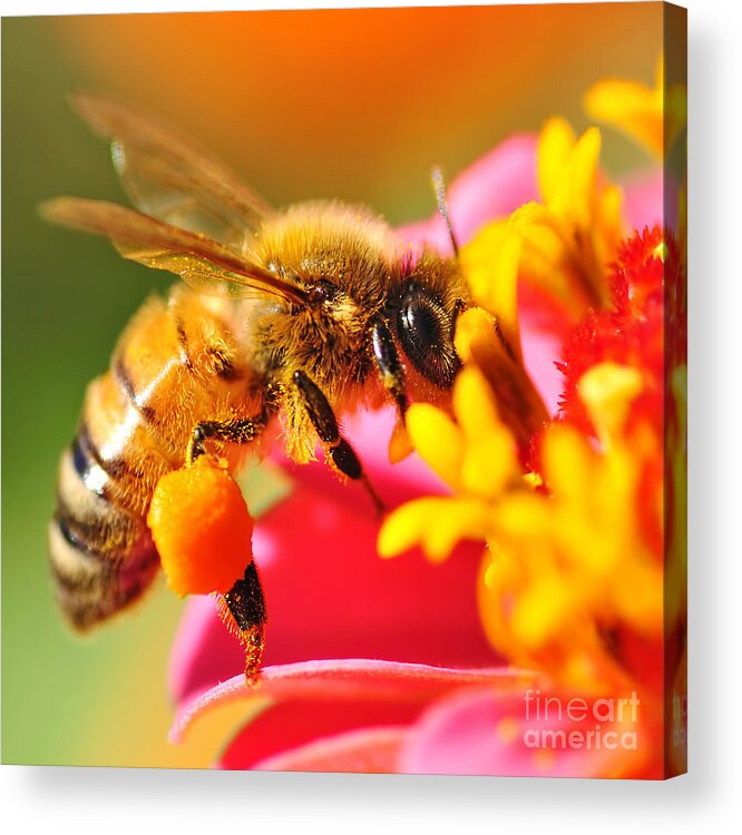 Photography Acrylic Print featuring the photograph Bee Laden with Pollen 2 by Kaye Menner by Kaye Menner