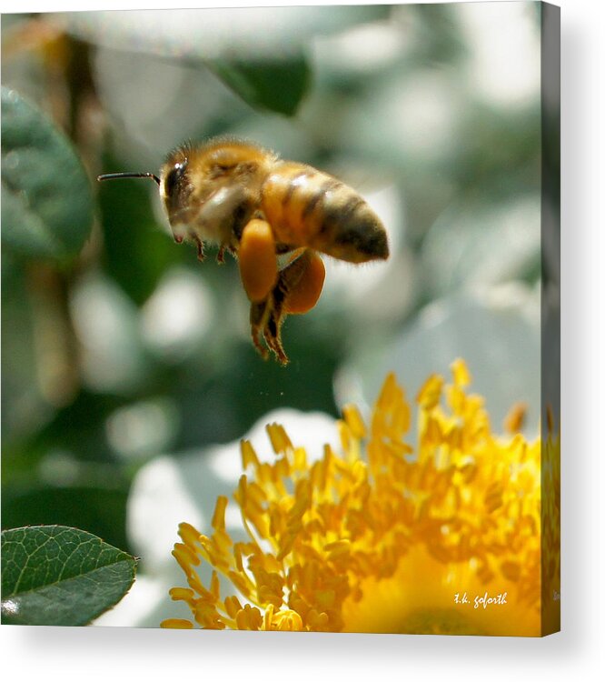 Bee Acrylic Print featuring the photograph Bee's Feet Squared by TK Goforth