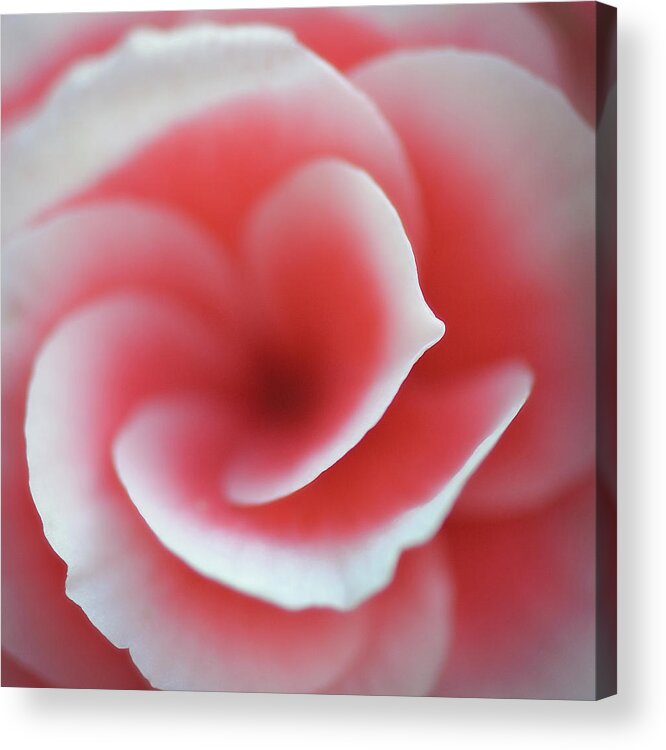 Macro Acrylic Print featuring the photograph Begonia by Lotte Gr??nkj??r