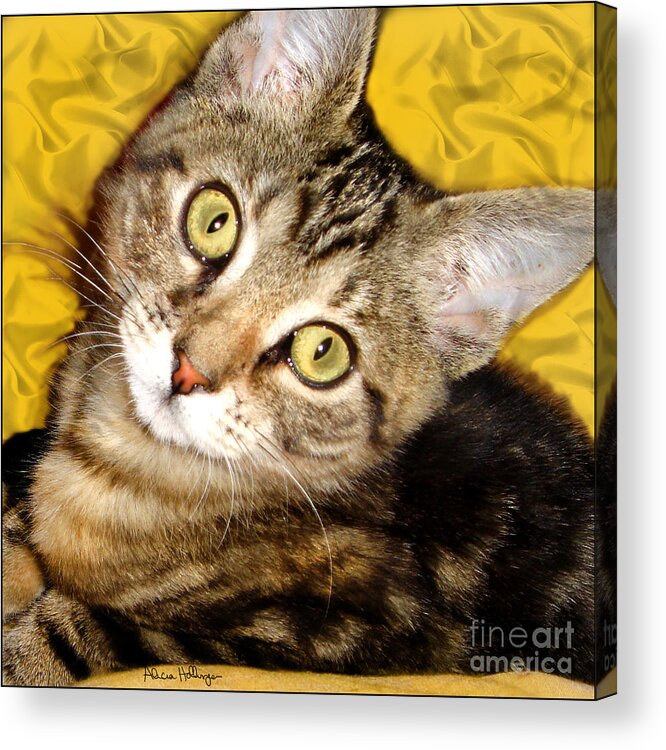 Cat Acrylic Print featuring the mixed media Bengal Cat Kitten by Alicia Hollinger