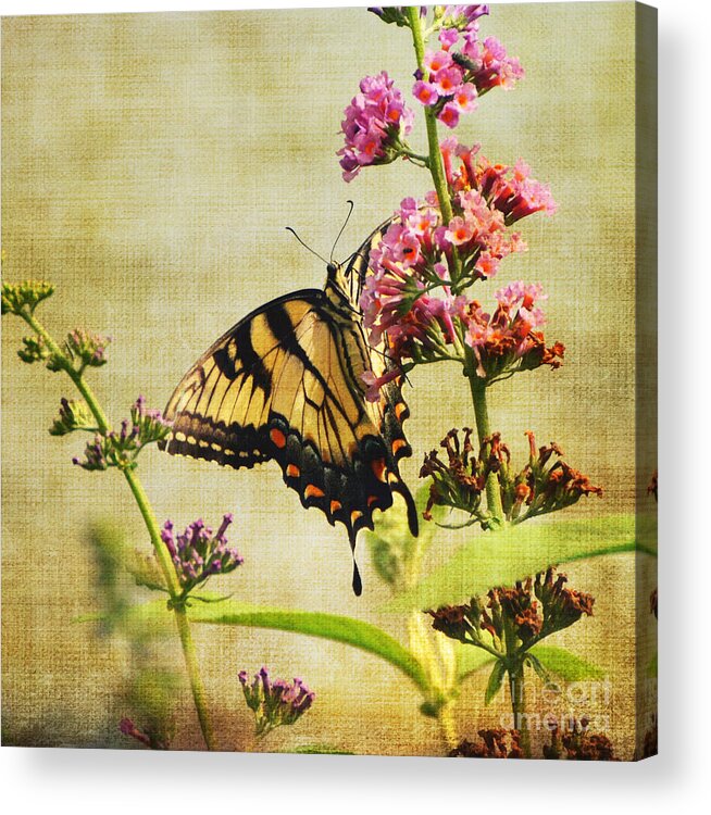 Butterfly Acrylic Print featuring the photograph Best View by Judy Wolinsky