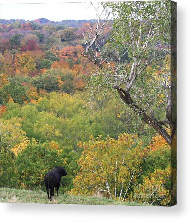 Fall Acrylic Print featuring the photograph Big enough to stand where he wants by Fred Sheridan