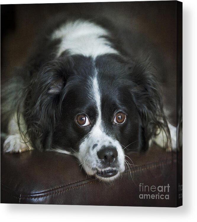 Nina Stavlund Acrylic Print featuring the photograph Big Eyed Cuteness.. by Nina Stavlund