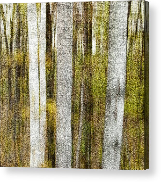 Rob Huntley Acrylic Print featuring the photograph Birch Square by Rob Huntley