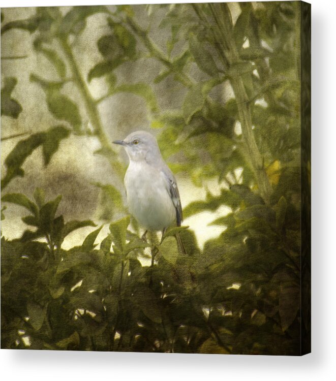 Bird Acrylic Print featuring the photograph Bird in a Bush by Judy Hall-Folde