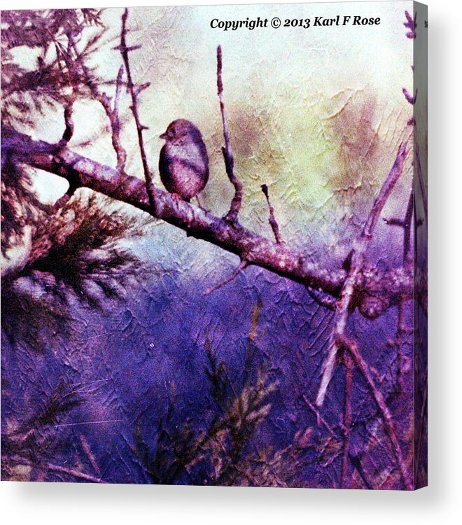 Birds Acrylic Print featuring the photograph Bird in tree by Karl Rose