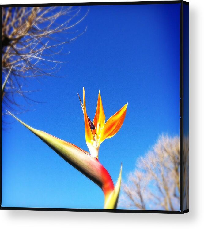 Bird Of Paradise Acrylic Print featuring the photograph Bird Of Paradise by Marco Oliveira