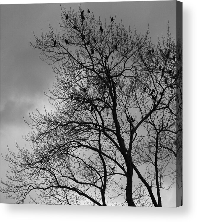 Monochrome Acrylic Print featuring the photograph A Grey Day by George Pennington