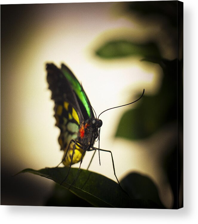 Florida Acrylic Print featuring the photograph Birdwing Butterfly by Bradley R Youngberg