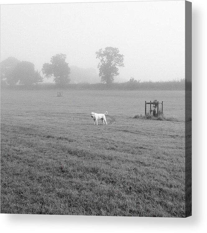 Instadog Acrylic Print featuring the photograph Bit Misty This Morning #labrador by Amy Sanders
