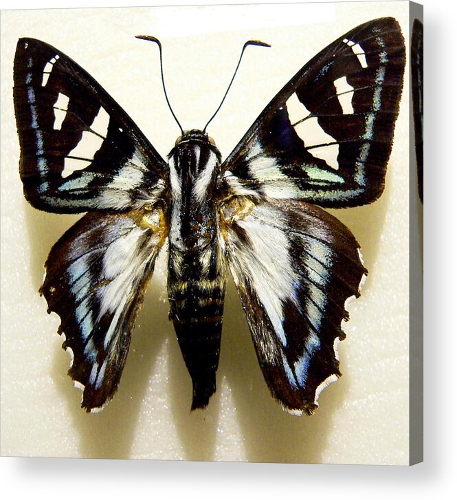 Butterfly Acrylic Print featuring the photograph Black and White Moth by Rosalie Scanlon