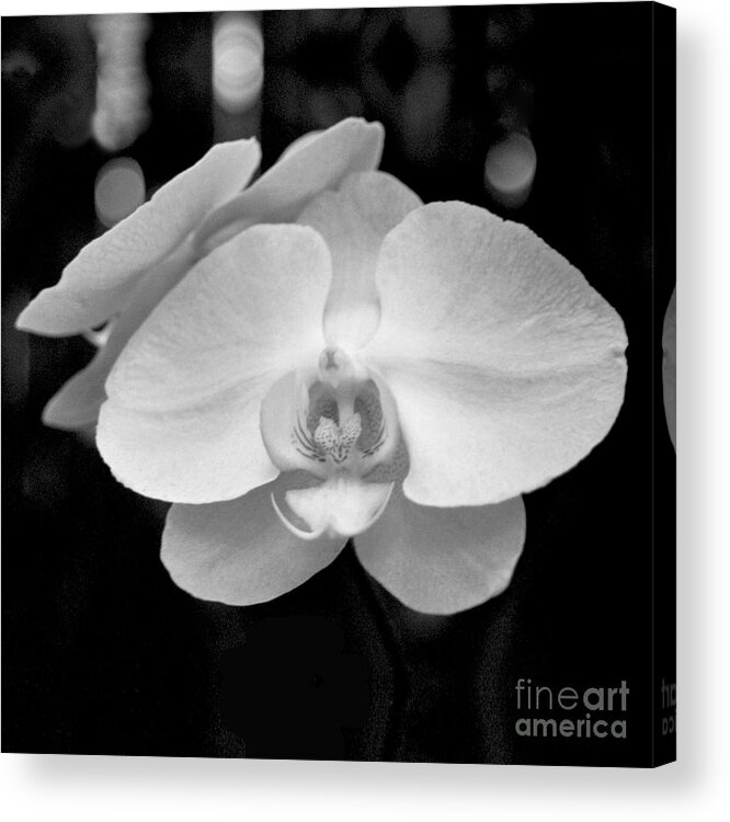 Floral Acrylic Print featuring the photograph Black and White Orchid with Lights - SQUARE by Heather Kirk