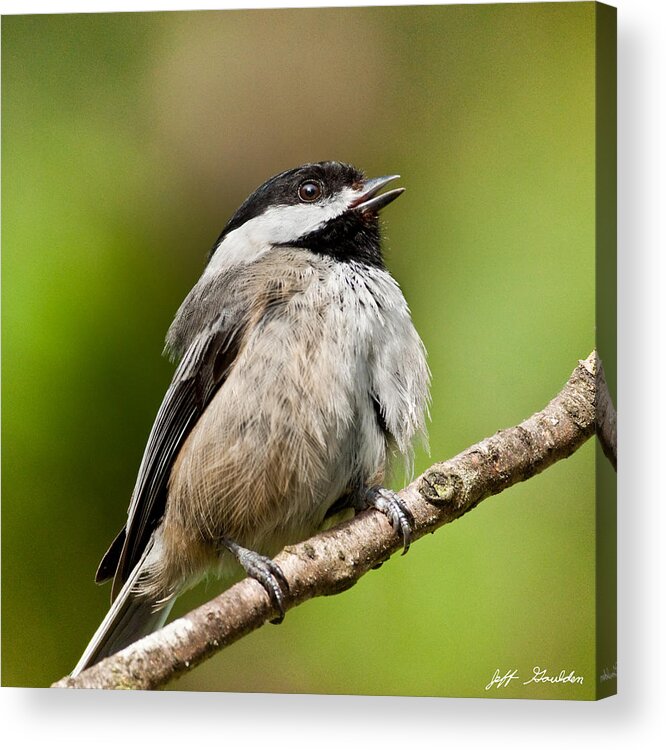 Adult Acrylic Print featuring the photograph Black Capped Chickadee Singing by Jeff Goulden