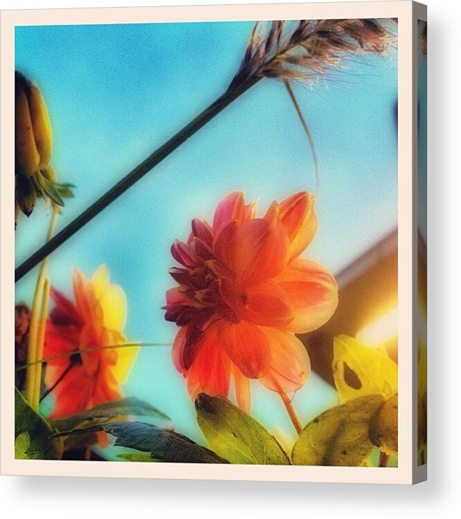 Sommar2012 Acrylic Print featuring the photograph #blommor #sommar2012 #sommar #kväll by Carina Ro
