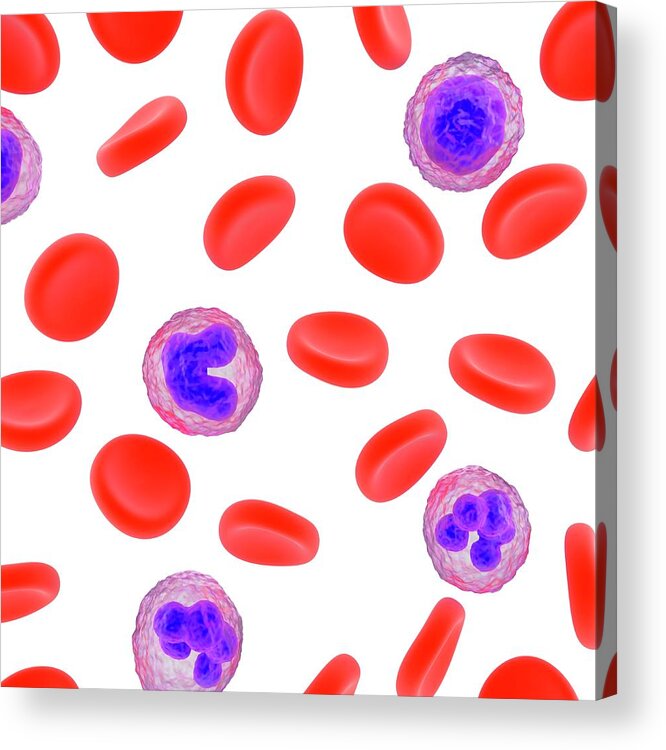 Tissue Acrylic Print featuring the photograph Blood Cells by Science Photo Library