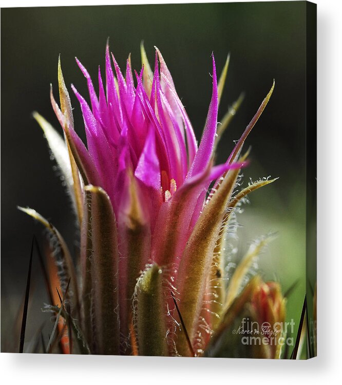 Barrel Cactus Acrylic Print featuring the photograph Blooming Barrel Cactus by Karen Slagle