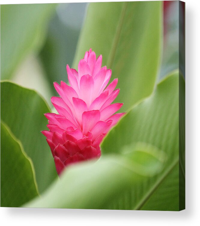Flower Acrylic Print featuring the photograph Blossom by Nathan Miller