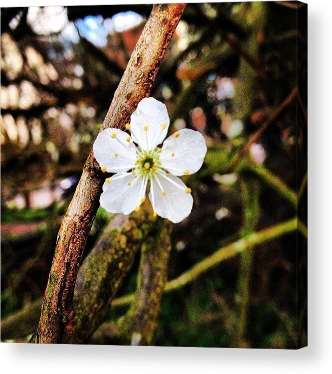 Beautiful Acrylic Print featuring the photograph #blossom #spring #pretty #flowers by Deborah Wilbee